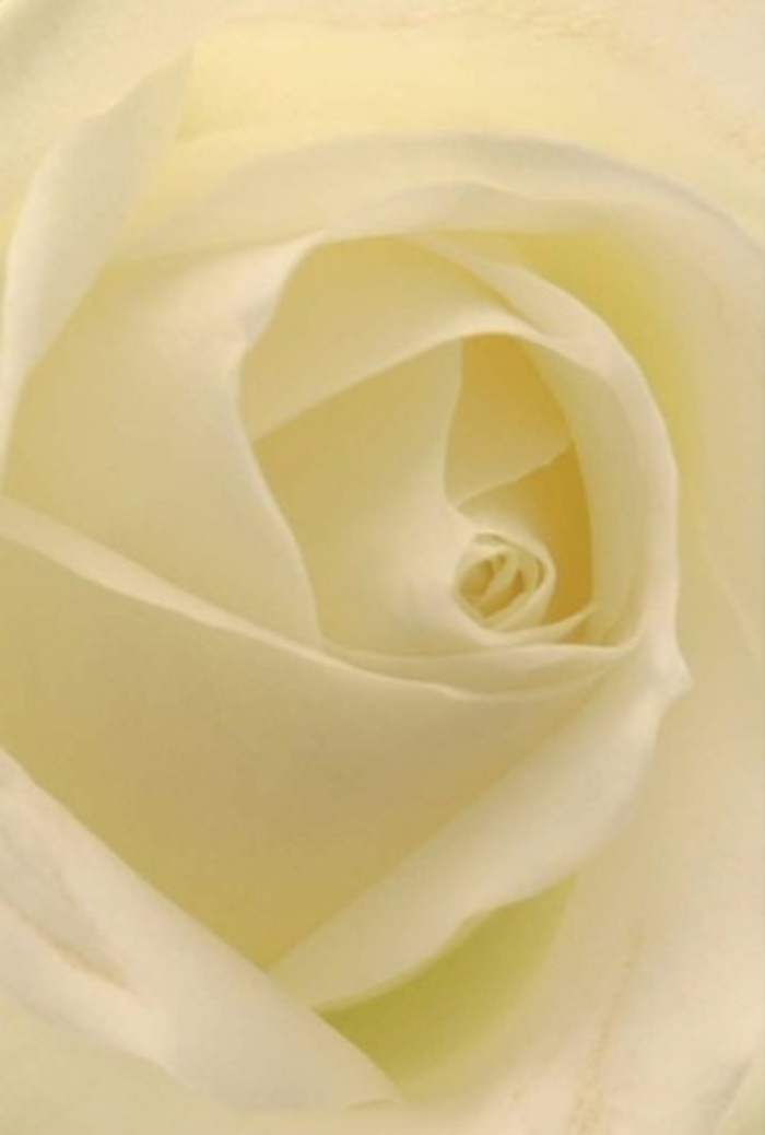 Viewed through the lens of a Kilburn florist, this immaculate white rose expresses an extraordinary blend of tranquility and refined complexity. Each petal is layered in harmonious spirals, pure white flowing seamlessly into gentle creams, reminiscent of early morning mist on the Heath. The soft illumination seems to emanate from within the bloom itself, accentuating the sculptural form and adding to its sense of quiet resilience. Set against a background of muted green, the rose suggests heartfelt gestures-a romantic surprise from a Kilburn lover, a thoughtful centrepiece on Salusbury Road, or a gentle offering for times of loss. The subtle play of light and shadow invites you to appreciate every detail: the dewy finish, the warm yet serene fragrance, the artistry in arrangement. With every petal, this Kilburn rose upholds a tradition of meaningful gift-giving and genuine connection, turning local moments into cherished memories.